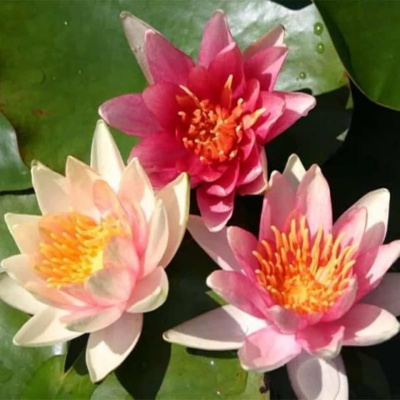 Нимфея  Little sue - розово-красная, средний сорт